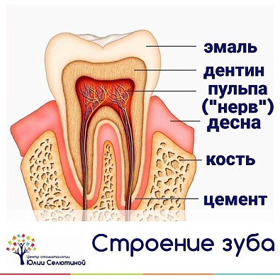 Есть ли нерв в молочном зубе?